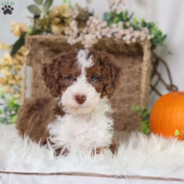 Figo, Mini Bernedoodle Puppy